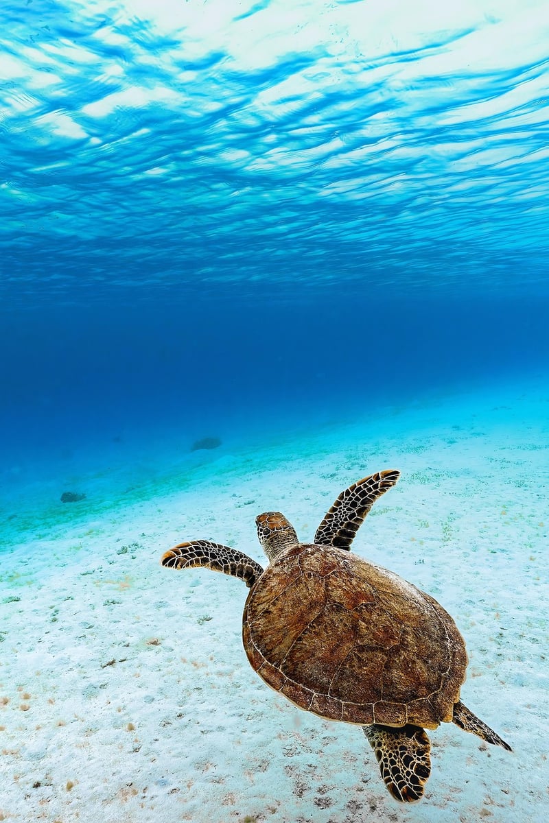 Sea Turtle